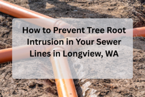 Feature Image of How to Prevent Tree Root Intrusion in Your Sewer Lines in Longview, WA